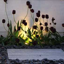 Belysning i tulipaner